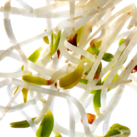 Close-up of sprouted seeds on a white background