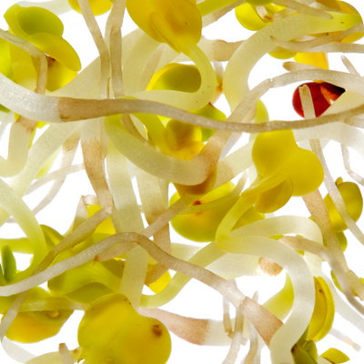 Rice protein