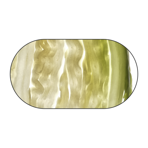 Cabbage