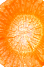 Carrot