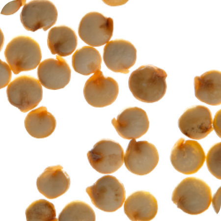Quinoa on a white background