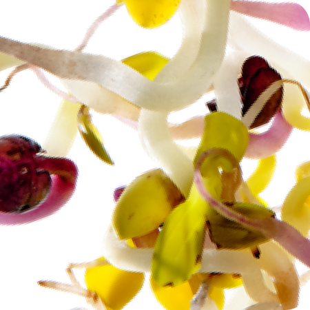 Close-up of sprouting seeds with a white background