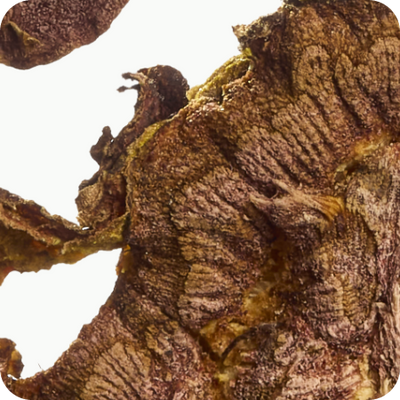 Rhodiola