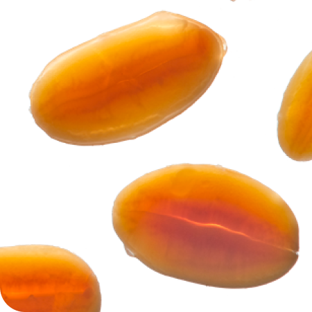 Close-up of soy on a white background