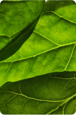 Spinach